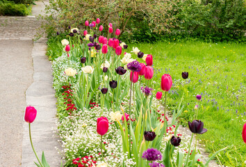 Tulip flowers in Saint Gallen in Switzerland 9.5.25