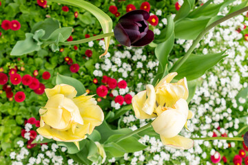 Tulip flowers in Saint Gallen in Switzerland 9.5.25
