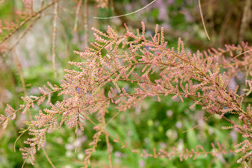 Tamarix Tetrandra plant in Saint Gallen in Switzerland 9.5.25