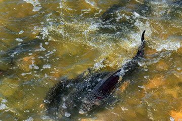 Obraz premium Lake Sturgeon Spawning At The Fox River Dam And Rapids At De Pere, Wisconsin, In Spring