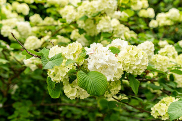 Viburnum Plicatum plant in Saint Gallen in Switzerland 9.5.25