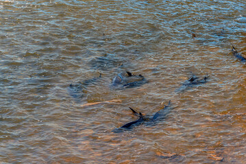 Lake Sturgeon Spawning At The Fox River Dam And Rapids At De Pere, Wisconsin, In Spring