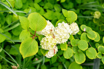 Viburnum Plicatum plant in Saint Gallen in Switzerland 9.5.25