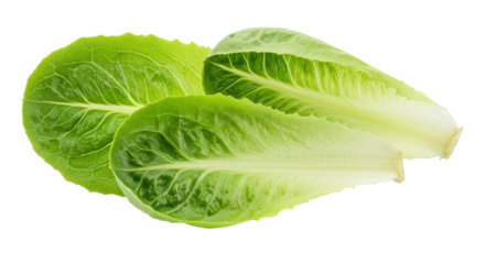 Isolated Three Cos Lettuce Leaves
