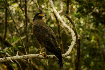 Crested serpent eagle from Srilanka