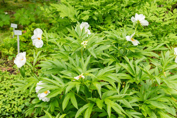 Paeonia Emodi plant in Saint Gallen in Switzerland 9.5.25