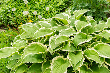 Siebolds plantain lily or Hosta Crispula plant in Saint Gallen in Switzerland 9.5.25