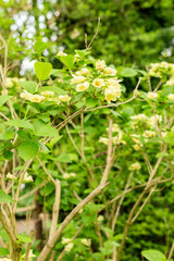 Weigela Middendorffiana plant in Saint Gallen in Switzerland 9.5.25