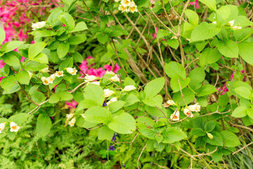 Weigela Middendorffiana plant in Saint Gallen in Switzerland 9.5.25