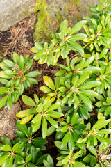 Rhododendron Degronianum var Yakushimanum plant in Saint Gallen in Switzerland 9.5.25