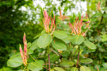Rhododendron Thomsonii plant in Saint Gallen in Switzerland 9.5.25