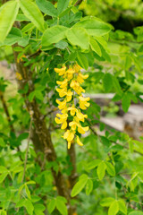Golden rain or Laburnum Anagyroides plant in Saint Gallen in Switzerland 9.5.25