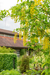Golden rain or Laburnum Anagyroides plant in Saint Gallen in Switzerland 9.5.25