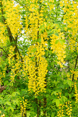 Golden rain or Laburnum Anagyroides plant in Saint Gallen in Switzerland 9.5.25