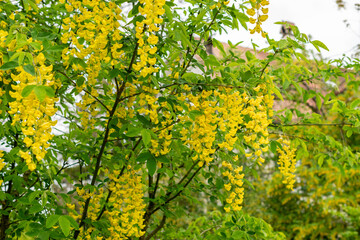 Golden rain or Laburnum Anagyroides plant in Saint Gallen in Switzerland 9.5.25