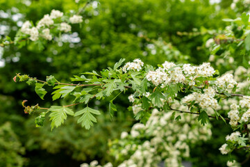Common hawthorn or Crataegus Monogyna plant in Saint Gallen in Switzerland 9.5.25