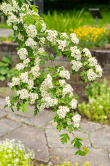 Common hawthorn or Crataegus Monogyna plant in Saint Gallen in Switzerland 9.5.25