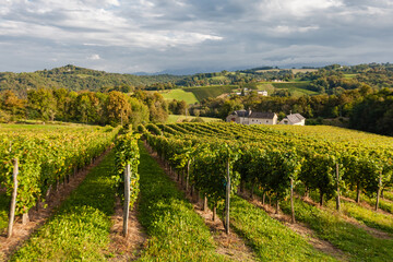 Fototapeta premium Gan, France - December 31, 2018: Jurancon vineyard, hill covered with vines, neat rows of vineyard under warm afternoon light, sweet white wine from the AOC Jurancon, French Pyrenees