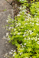 Sweet woodruff or Galium Odoratum plant in Saint Gallen in Switzerland 9.5.25