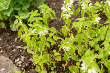 White dead nettle or Lamium Album plant in Saint Gallen in Switzerland 9.5.25