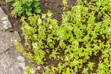 White dead nettle or Lamium Album plant in Saint Gallen in Switzerland 9.5.25