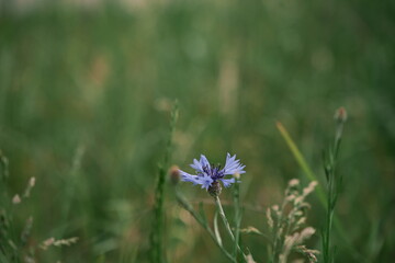 Blue cornflowers against the background of a green field. Photo 1