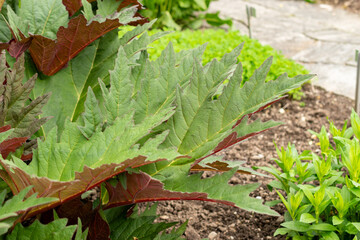 Ornamental rhubarb or Rheum Palmatum plant in Saint Gallen in Switzerland 9.5.25