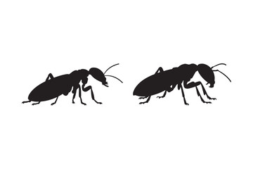 Termite vs Ant Silhouette Comparison Insect Identification Guide