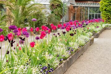 Tulip flowers in Saint Gallen in Switzerland 9.5.25