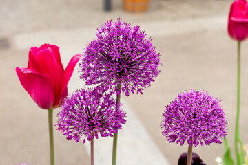 Tulip and Allium plants in Saint Gallen in Switzerland 9.5.25