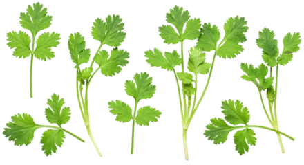 Isolated Fresh Cilantro Sprigs