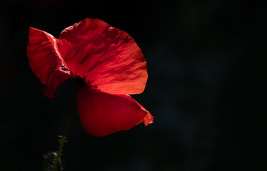 a red poppy flower glows against a dark background. The sun is shining. The petals are open. There is space for text.