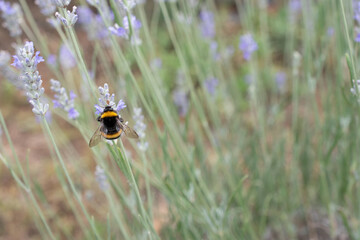 Bumblebee gathering pollen from lavender blooms, highlighting pollination process and ecological importance of buzzing insects