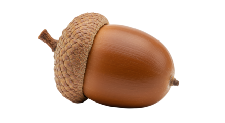 Isolated Acorn