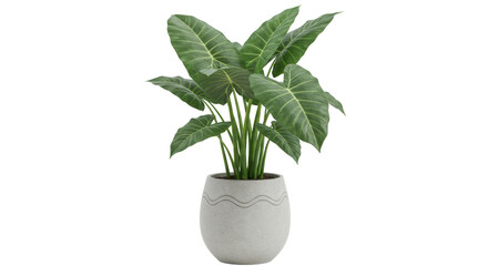 Isolated Potted Alocasia Plant