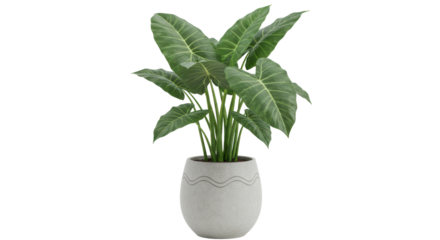 Isolated Potted Alocasia Plant