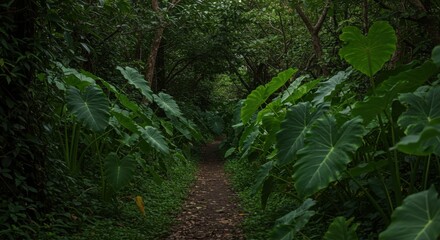 Obraz premium A Quiet Path Through an Okinawan Jungle
