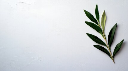Fototapeta premium A fresh green olive branch is elegantly arranged on a textured white surface. The contrast highlights the natural beauty of the leaves, perfect for design and decor themes.