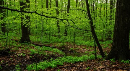 Fototapeta premium Sparkling Spring Forest After Rain