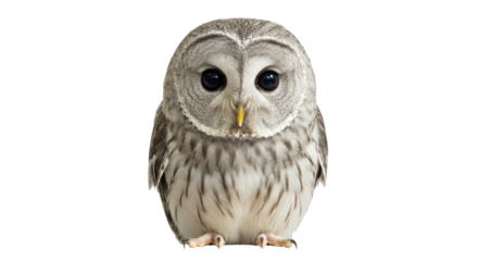 Isolated Cute Owl