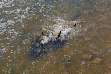 Lake Sturgeon Spawning At The Fox River Dam And Rapids At De Pere, Wisconsin, In Spring