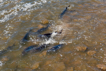 Lake Sturgeon Spawning At The Fox River Dam And Rapids At De Pere, Wisconsin, In Spring
