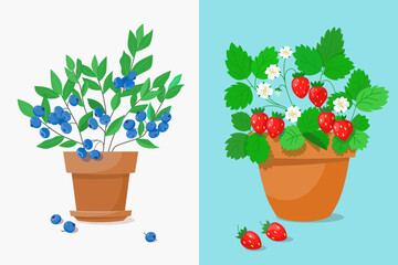 Garden blueberry bush with foliage and ripe berries in pot. Strawberry bush with ripe berries, blooming flowers in pot. Vector illustration for seasonal jam, marmalade cooking.