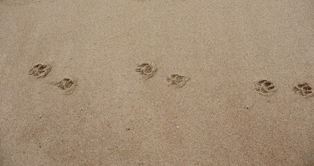 
Footprints of a lone dog in the sands of a deserted beach