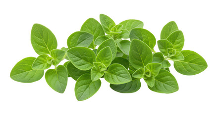Isolated Fresh Oregano Herb