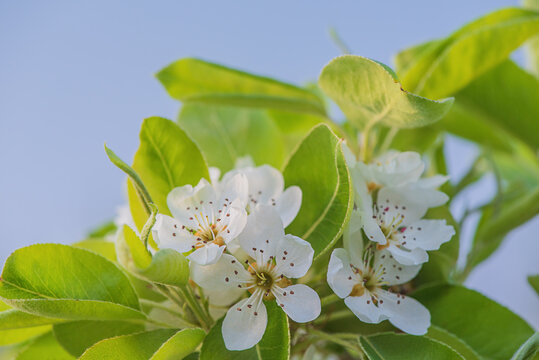 White flowers in spring on a pear tree. The tree is blooming.