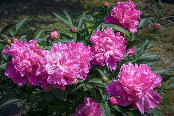 Bright pink peonies blooming in the garden.