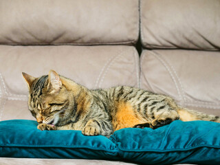 Glamor portrait of a brown tabby cat on a blue suede pillow, brown suede background out of focus.