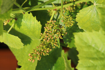 uva vite in fiore