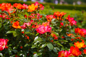 Beautiful roses in full bloom at the Japan Rose Garden.